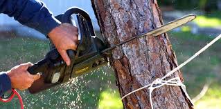 How Our Tree Care Process Works  in  La Quinta, CA